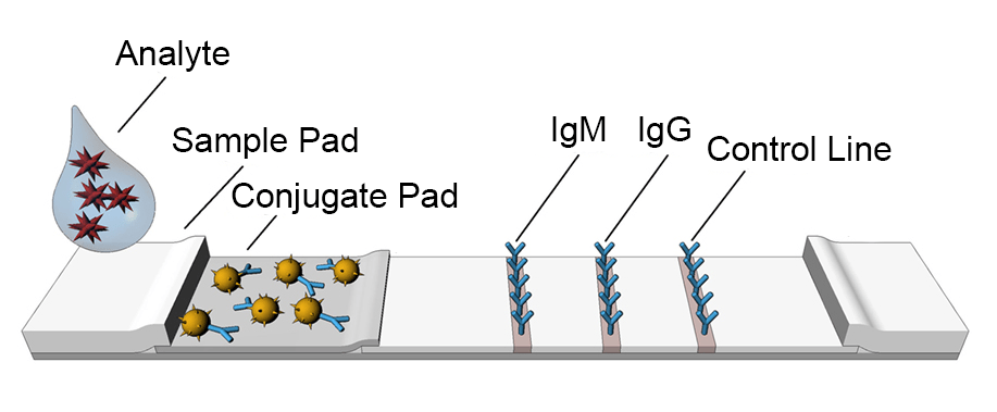 What Is A Lateral Flow Assay And How Does It Work Joysbio Biotech