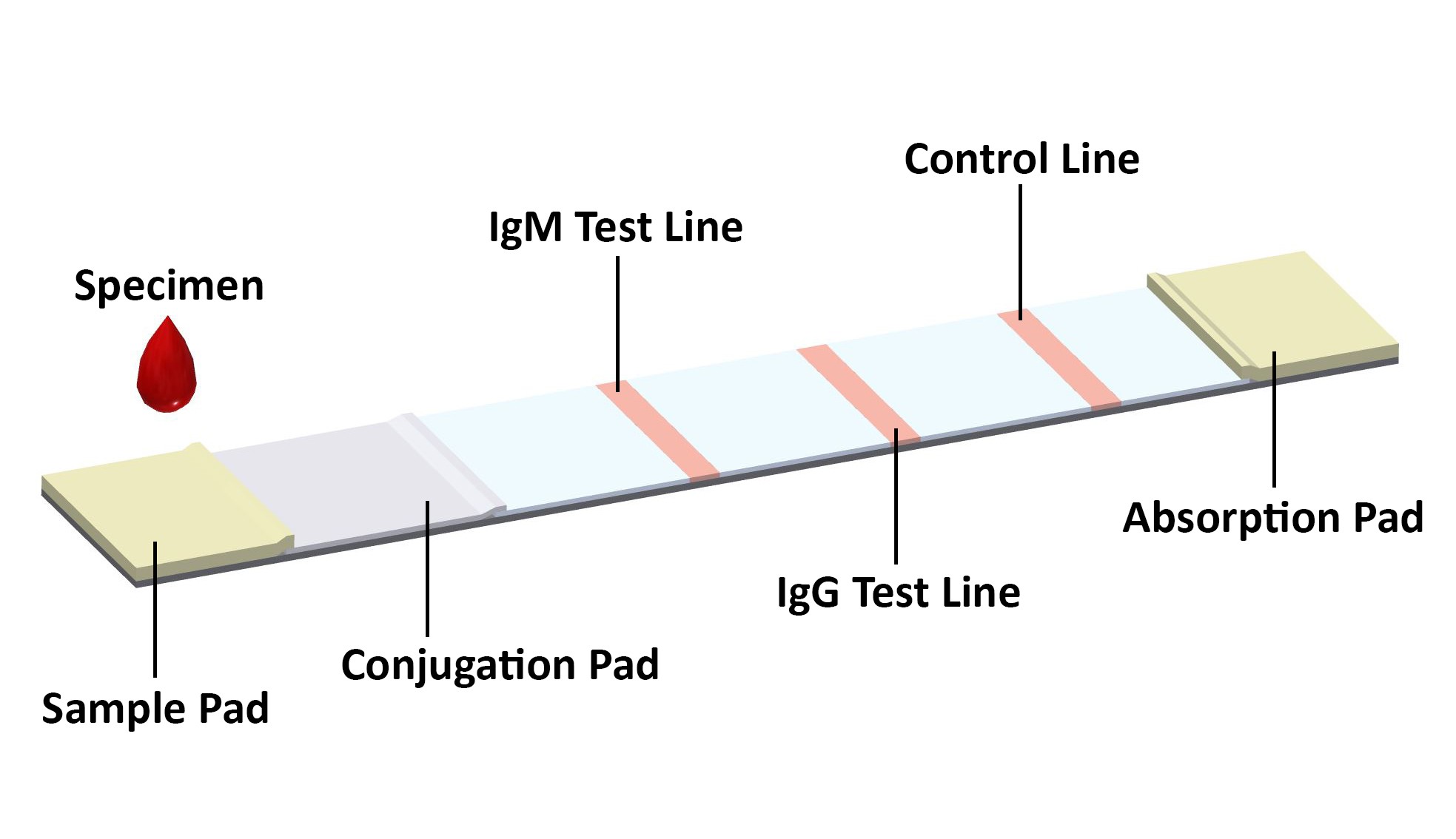 COVID19 Antibody Rapid Test Kit Coronavirus IgG IgM Rapid Test