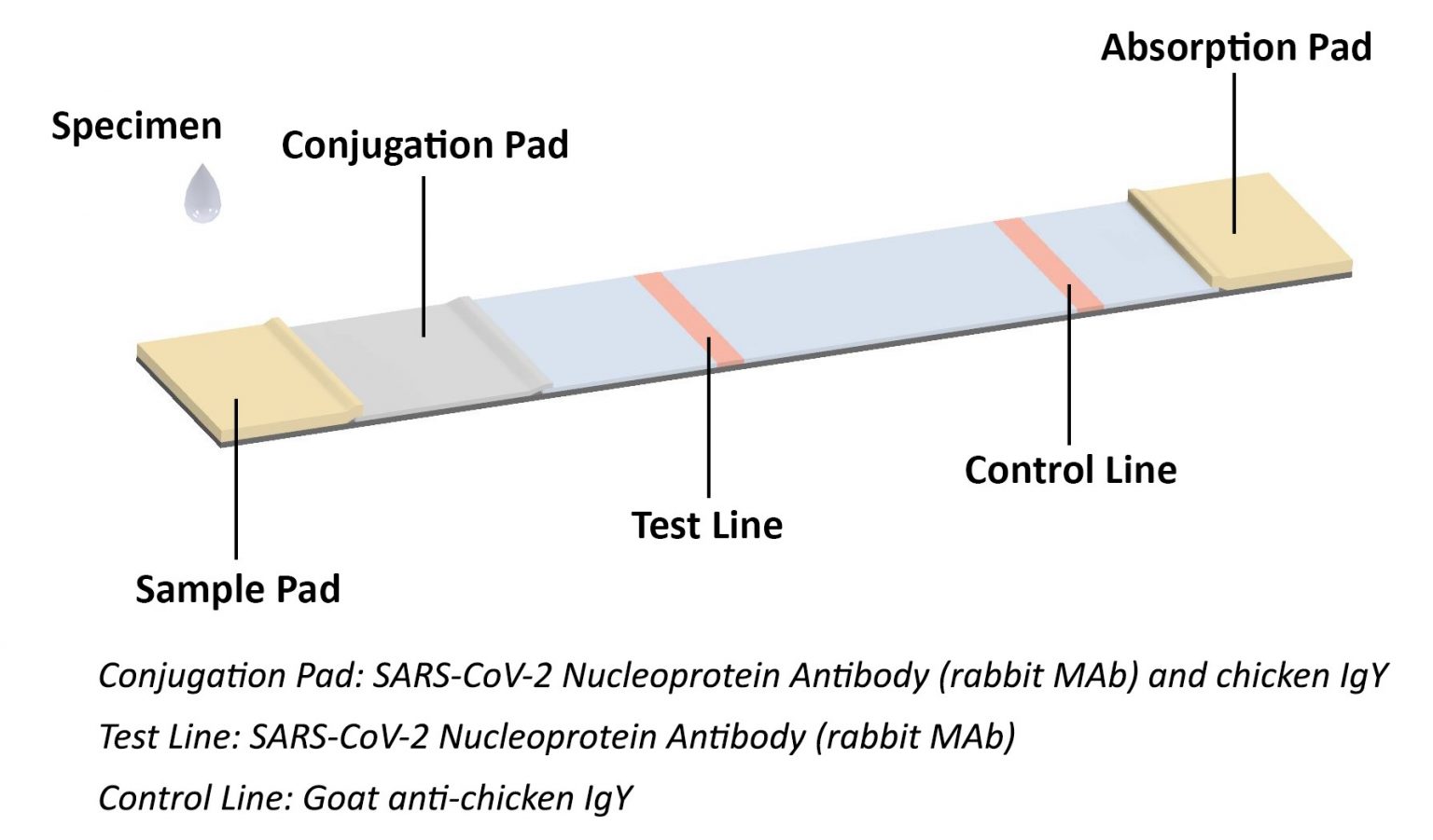 covid rapid test