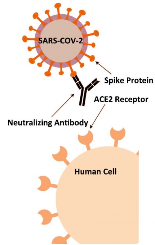 COVID-19 Neutralizing Antibody Test Kit - JOYSBIO Biotechnology